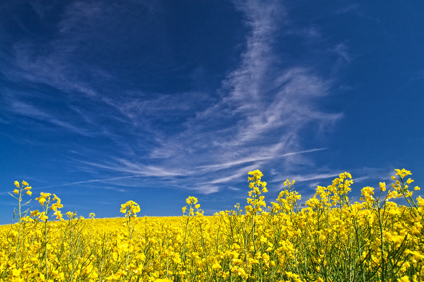 Rapsfeld mit blauem Himmel