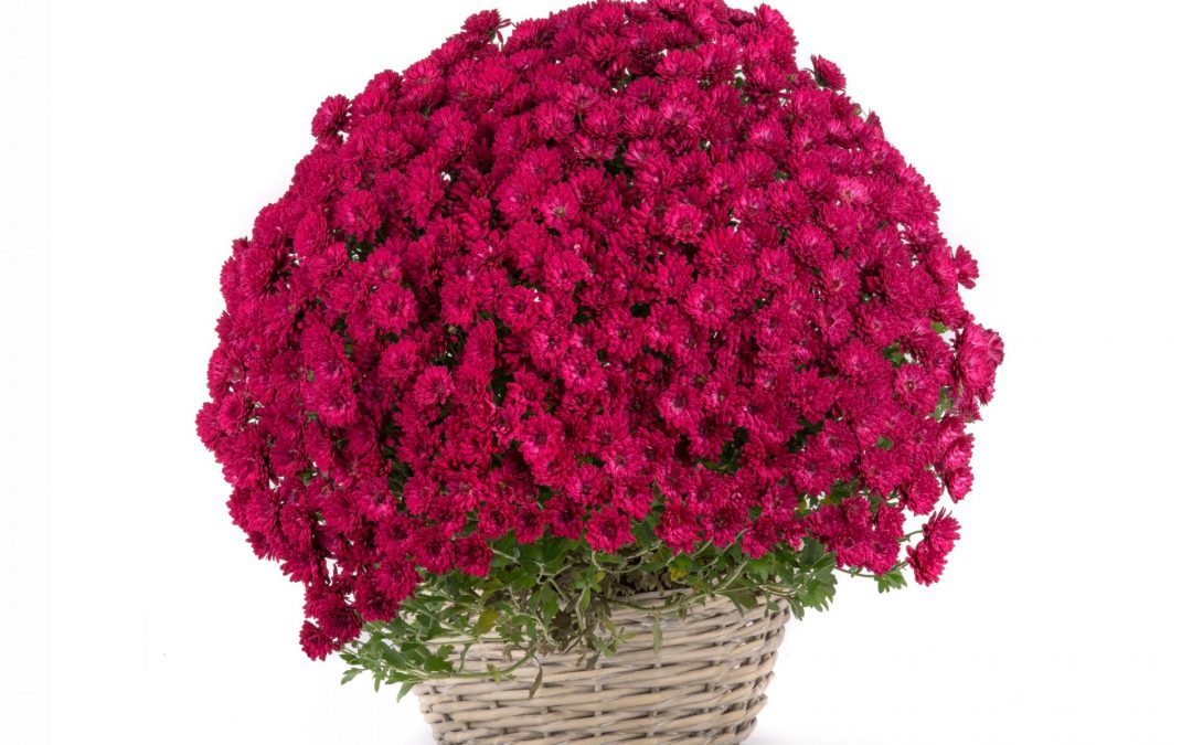 Hast du deine Chrysis schon geholt?